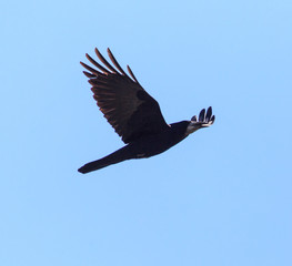 raven in flight in the blue sky