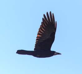 raven in flight in the blue sky