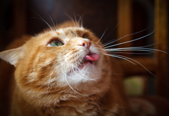 Lovely cat looking somewhere and showing its tongue. Selective soft focus.