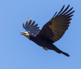 raven in flight in the blue sky