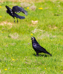 Crow in the field with green grass