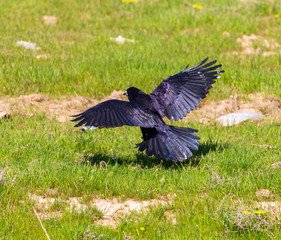 Crow in the field with green grass