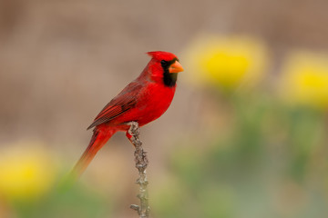 Nothern Cardinal male taken in southern AZ in the wild