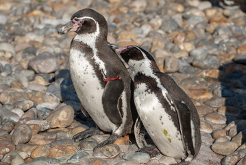 Fototapeta premium Humboldt Penguins