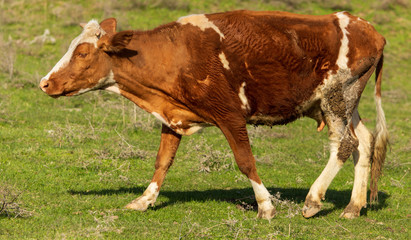 Cow grazing in the hills in the spring