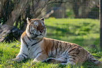 Amur Tiger