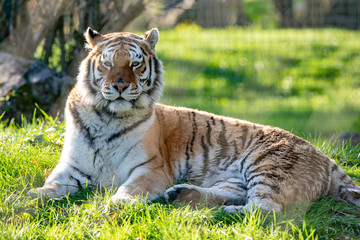 Amur Tiger