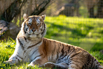 Amur Tiger