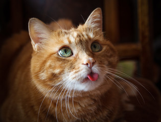 Lovely cat looking somewhere and showing its tongue. Selective soft focus.