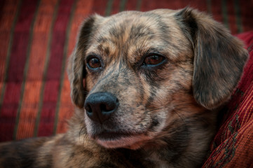 Brindle dog portrait
