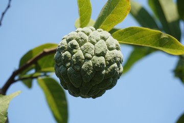 Fototapeta premium Sugar Apple or Annona squamosa fruit in nature garden