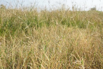Dry grass in nature garden