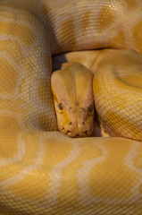 Fototapeta premium Yellow snake (Elaphe sauromates)