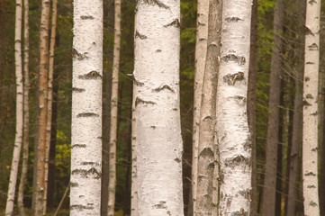 Closeup of few white birch trunks in the birch forest.