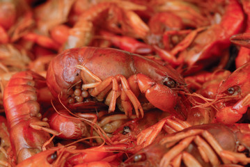 acociles crustaceos de laguna estado de mèxico