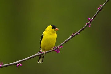 American Goldfinch on crabapple taken in southern MN