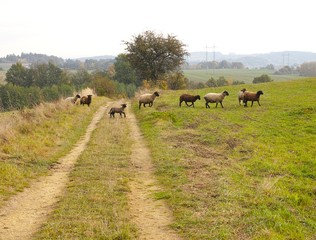 Flock of sheep on grazing land