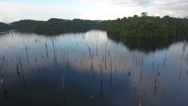 Immersed dead trees in a lake Guiana by drone
