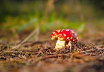 Amanita muscaria in autumn wood