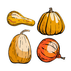 Colored sketch of pumpkin isolated on white background. Hand drawn vector illustration. Retro style.