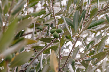 Olives on a tree closeup