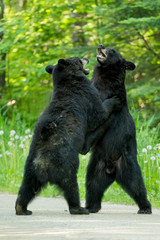 Black Bear fight taken in northern MN in the wild