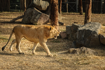 Lion walking in natural life park.