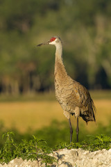 Sandhill Crane adult taken in SW Florida in the wild