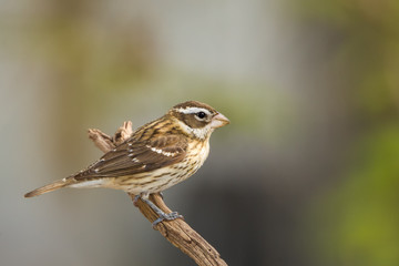 Rose-breasted Grosbeak female 