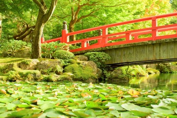 Fototapeta premium 日本庭園