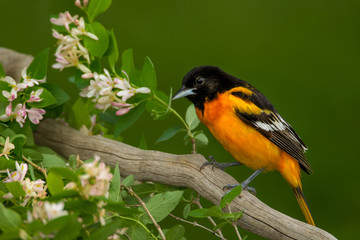 Baltimore Oriole male taken in central MN