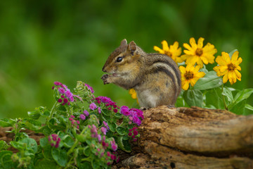 Eastern Chipmunk with flowers taken in central MN