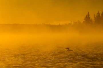 Obraz na płótnie Canvas Common Loon at sunrise taken in Ontario Canada in the wild