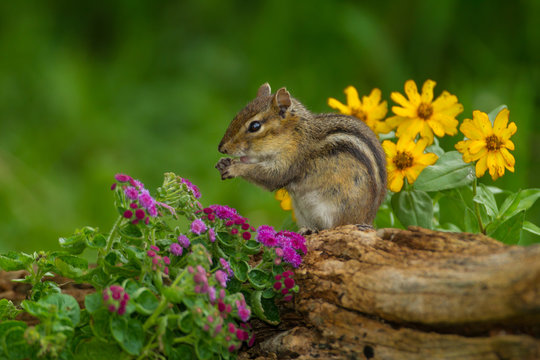 Eastern Chipmunk with flowers taken in central MN