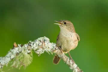 House Wren taken in central MN in the wild