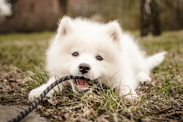 Naughty but adorable Samoyed puppy lays in the grass and bites at her leash with a happy, smiling expression 