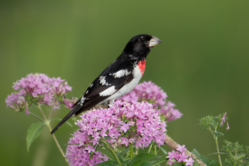 Rose-breasted Grosbeak male taken in southern MN