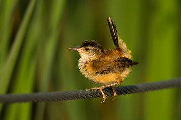 Marsh Wren taken in southern MN