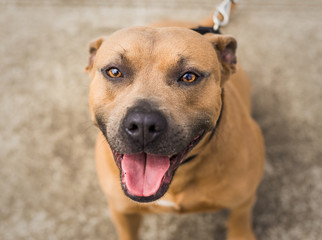 Obraz premium A beautiful brown and blue / grey Pit Bull mix dog looks up at the camera, at the animal shelter where he is waiting for a home