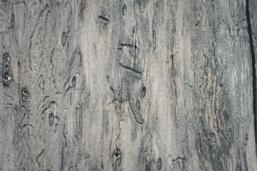 texture of old grey tree trunk, background, grey cracked wood