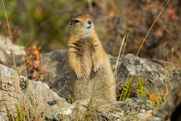 Arctic Ground Squirrel taken in Denali National Park, Alaska