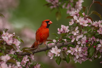 Northern Cardinal male in flowers taken in southern MN in the wild