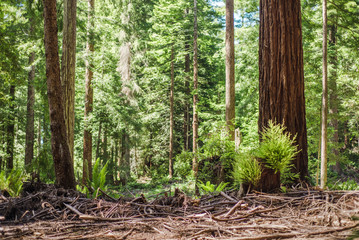 Deforestation in the old redwood forests of Humboldt County, Northern California. Regrowth is visible on a few cut stumps. Foreground is littered with dead branches.