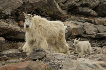 Mountain Goat taken in Mt Evans Colorado