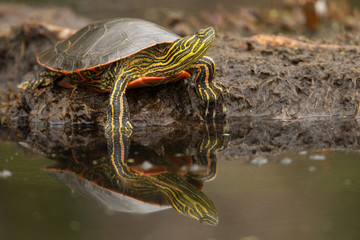 Painted Turtle taken in southern MN in the wild
