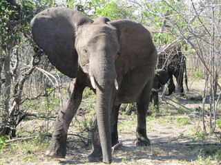 Fototapeta premium Large elephant with tusks charging from the bush during a safari