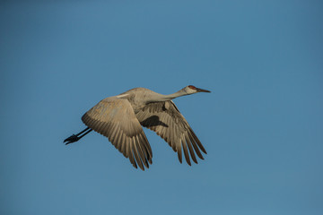 Fototapeta premium Sandhill Crane in flight taken in southern New Mexico