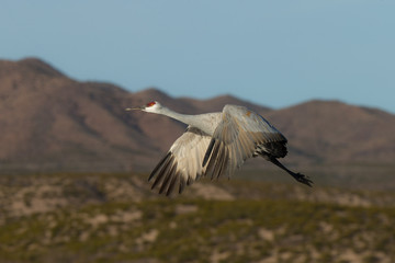 Sandhill Crane adult in flight taken in southern New Mexico