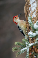 Red-bellied Woodpecker male in winter taken in central MN in the wild