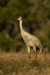 Sandhill Crane adult taken in Rockport TX in the wild